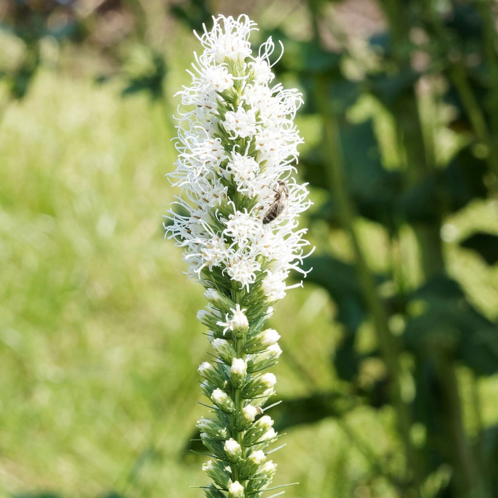 Noropunatähkä Floristan White