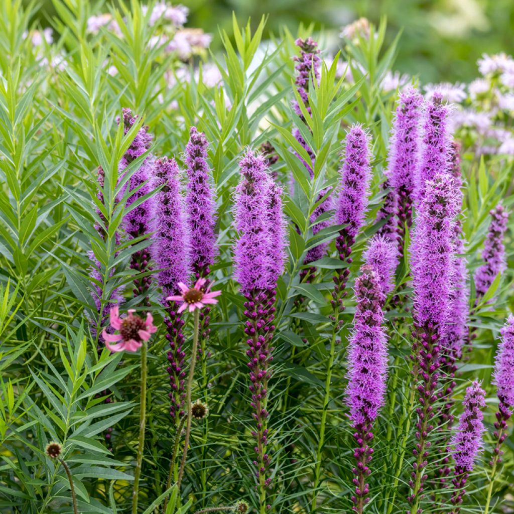Noropunatähkä - Liatris spicata