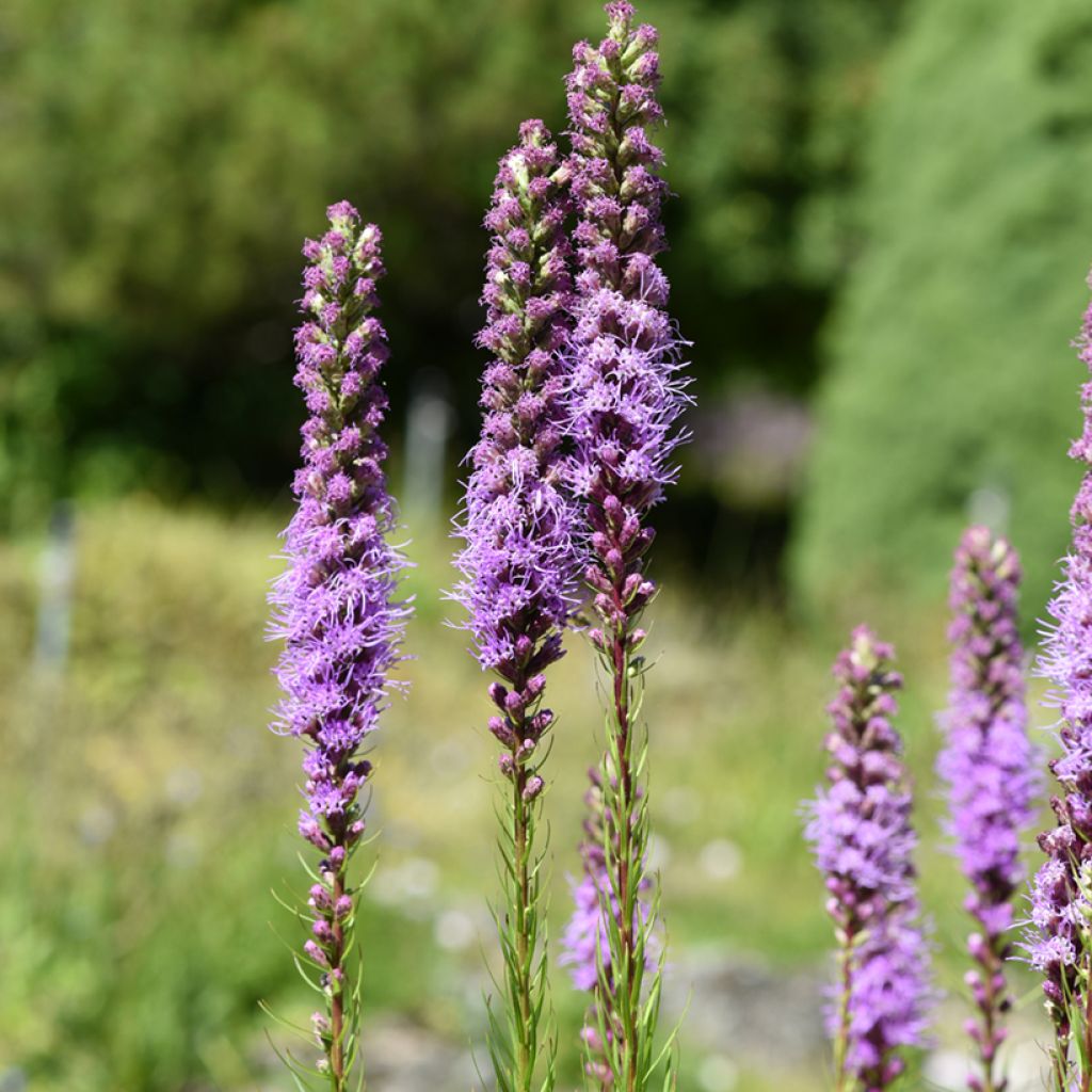 Noropunatähkä - Liatris spicata
