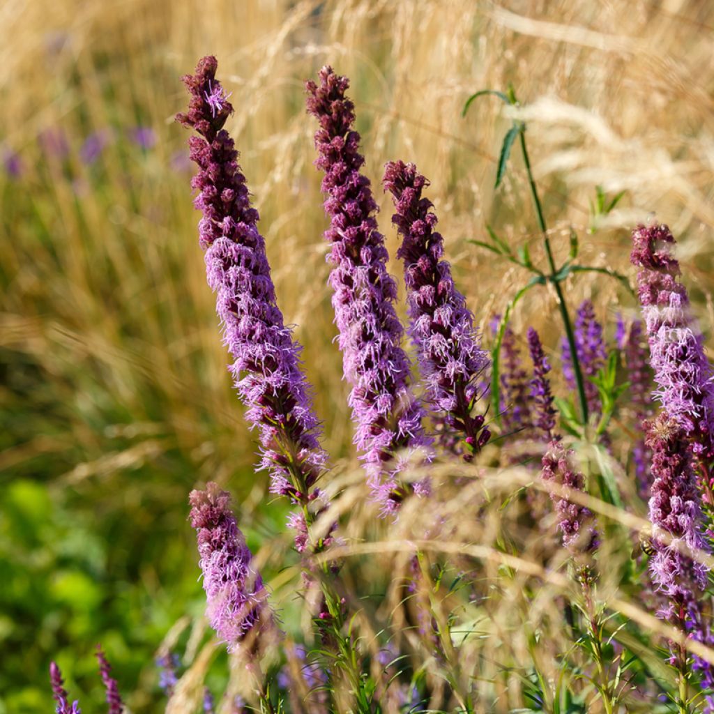 Noropunatähkä - Liatris spicata