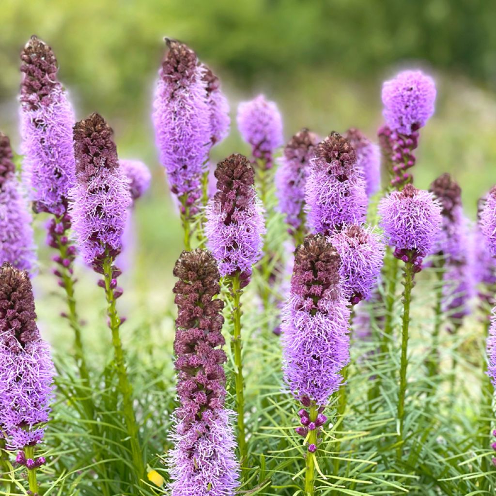Noropunatähkä - Liatris spicata