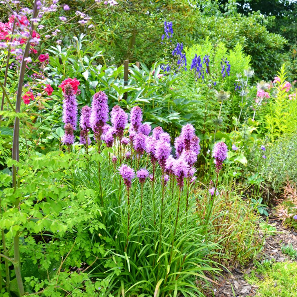 Noropunatähkä - Liatris spicata