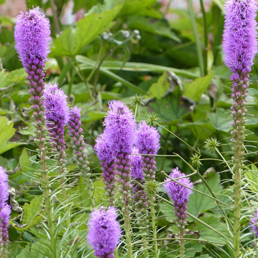 Noropunatähkä (siemenet) - Liatris spicata
