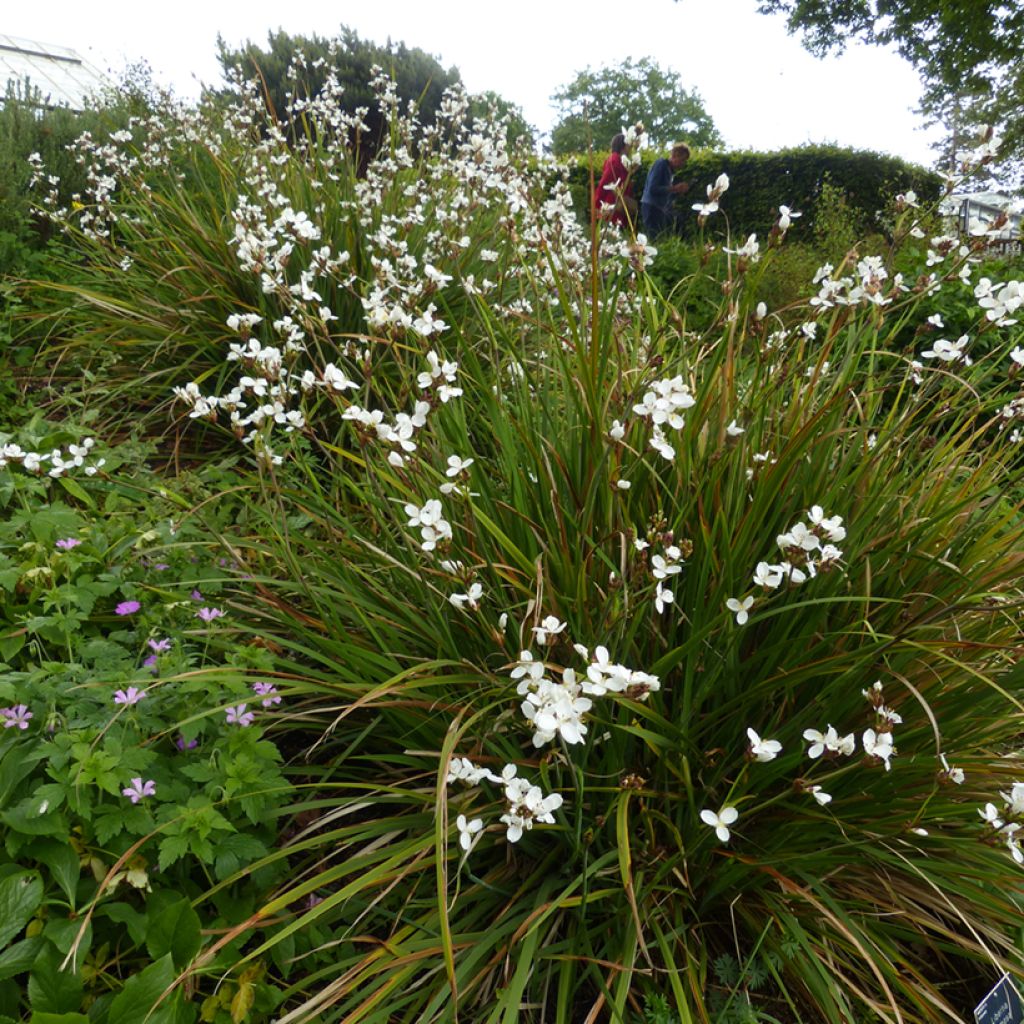 Libertia formosa