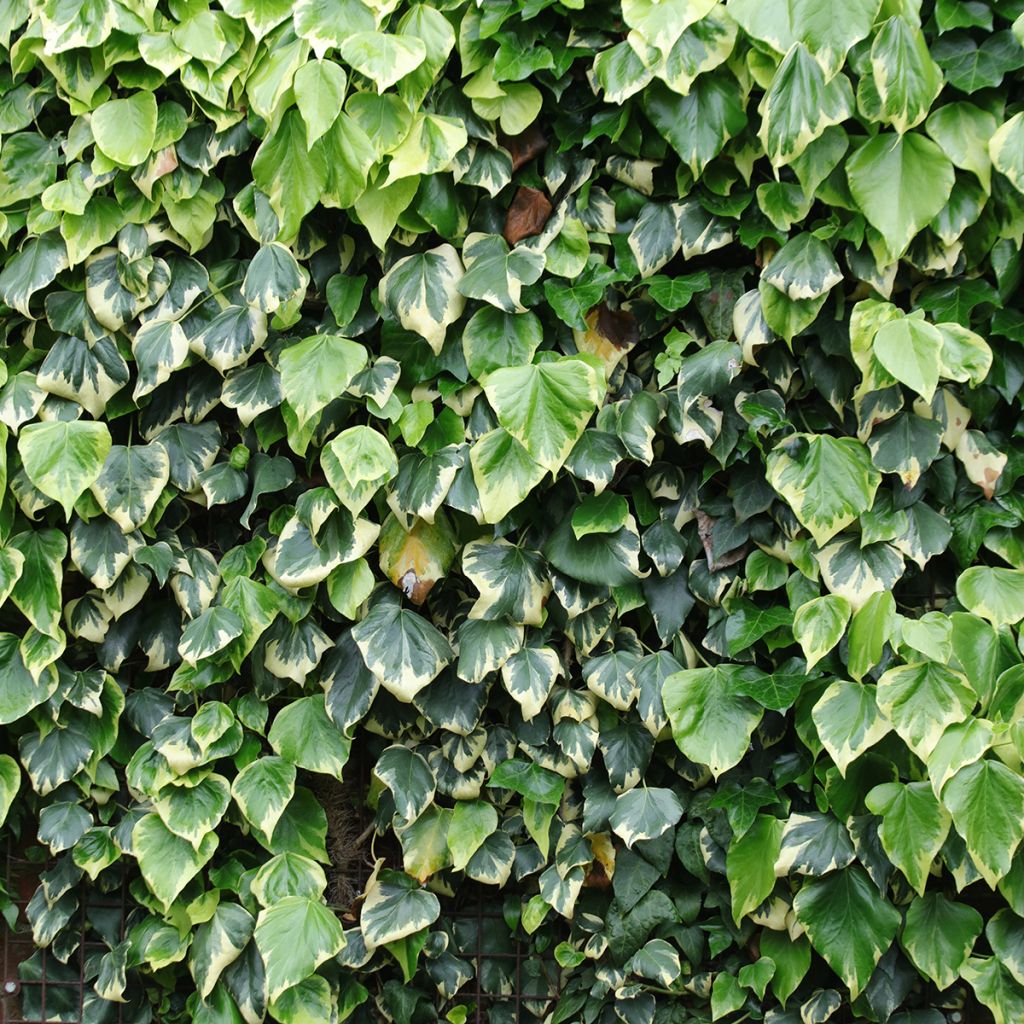 Kaukasianmuratti Dentata Variegata