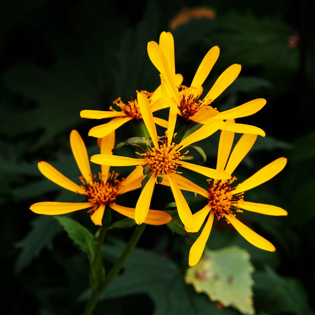 Kallionauhus Gregynog Gold