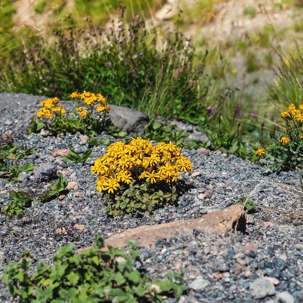 Kallionauhus Desdemona