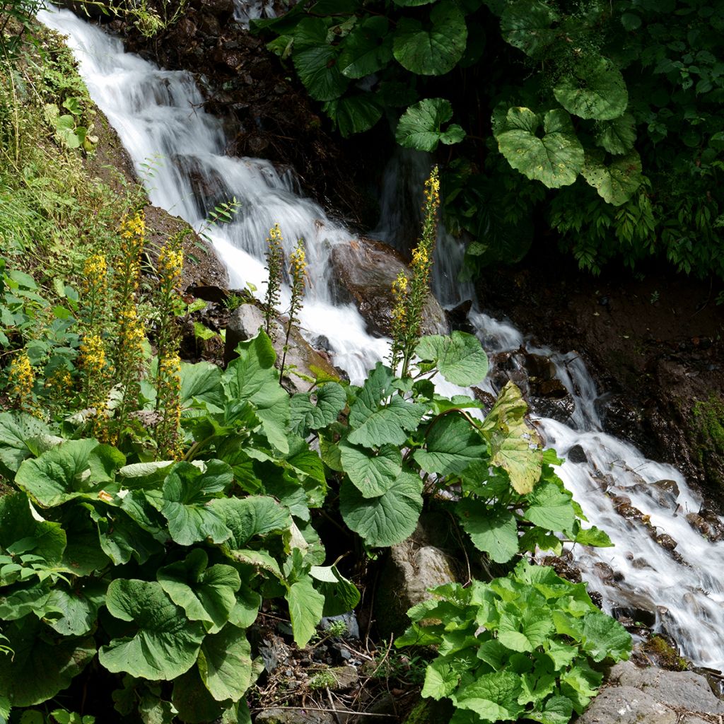 Nukkanauhus - Ligularia fischeri