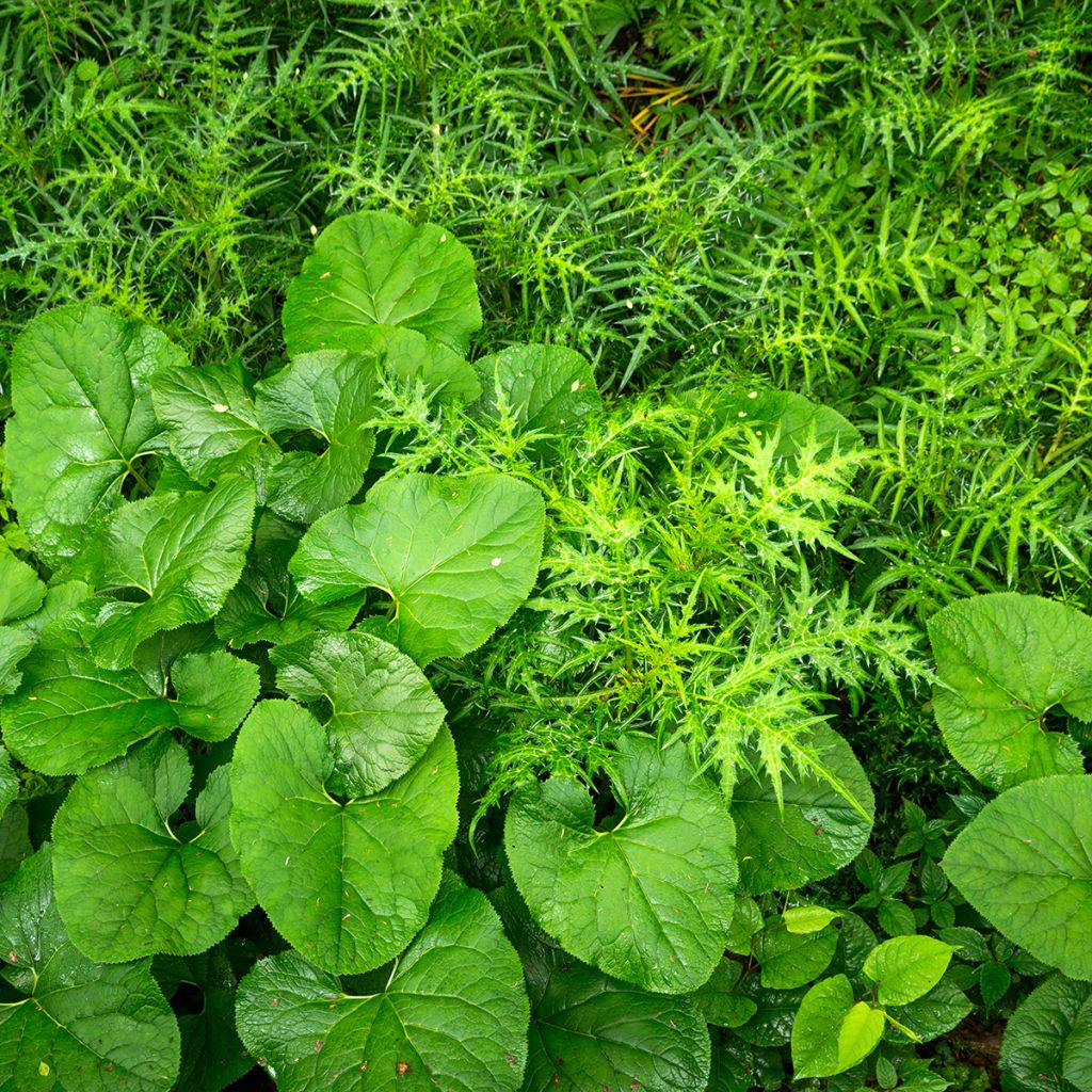 Nukkanauhus - Ligularia fischeri