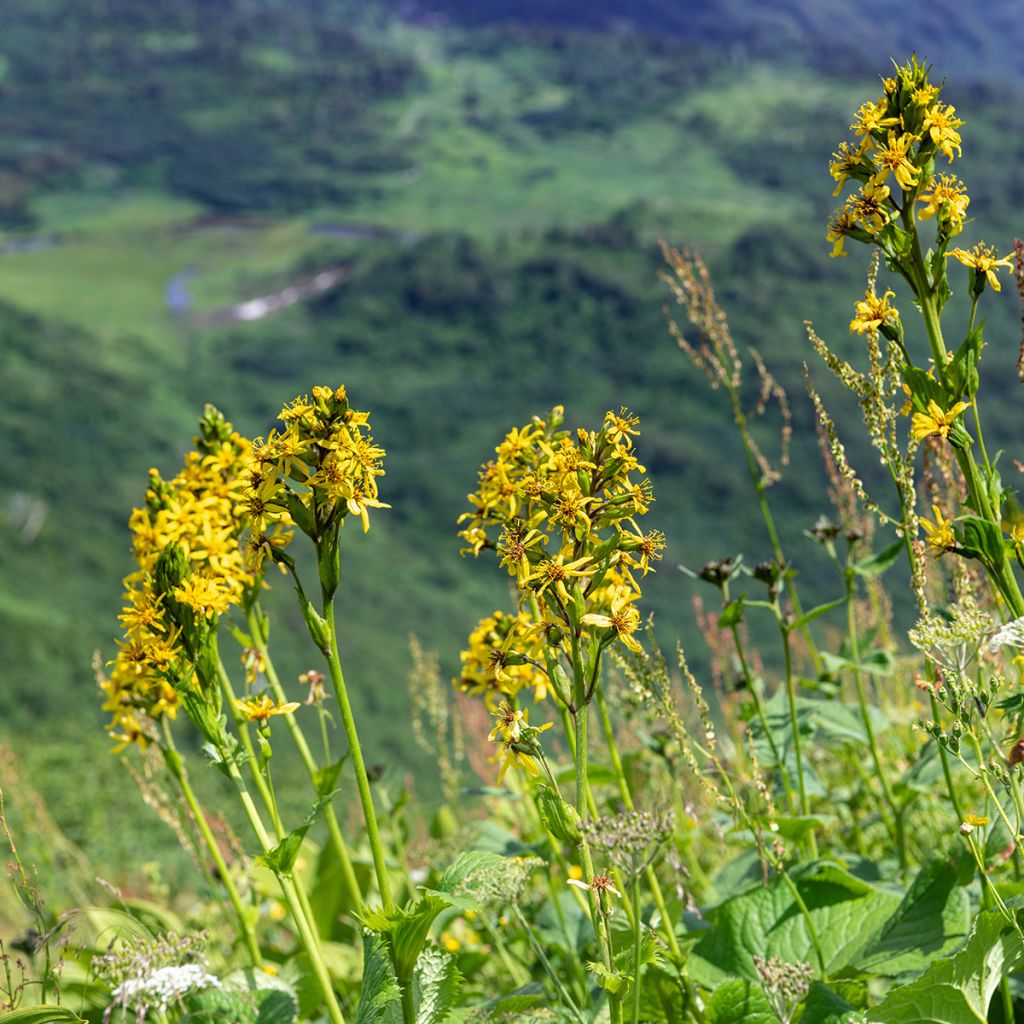 Nukkanauhus - Ligularia fischeri