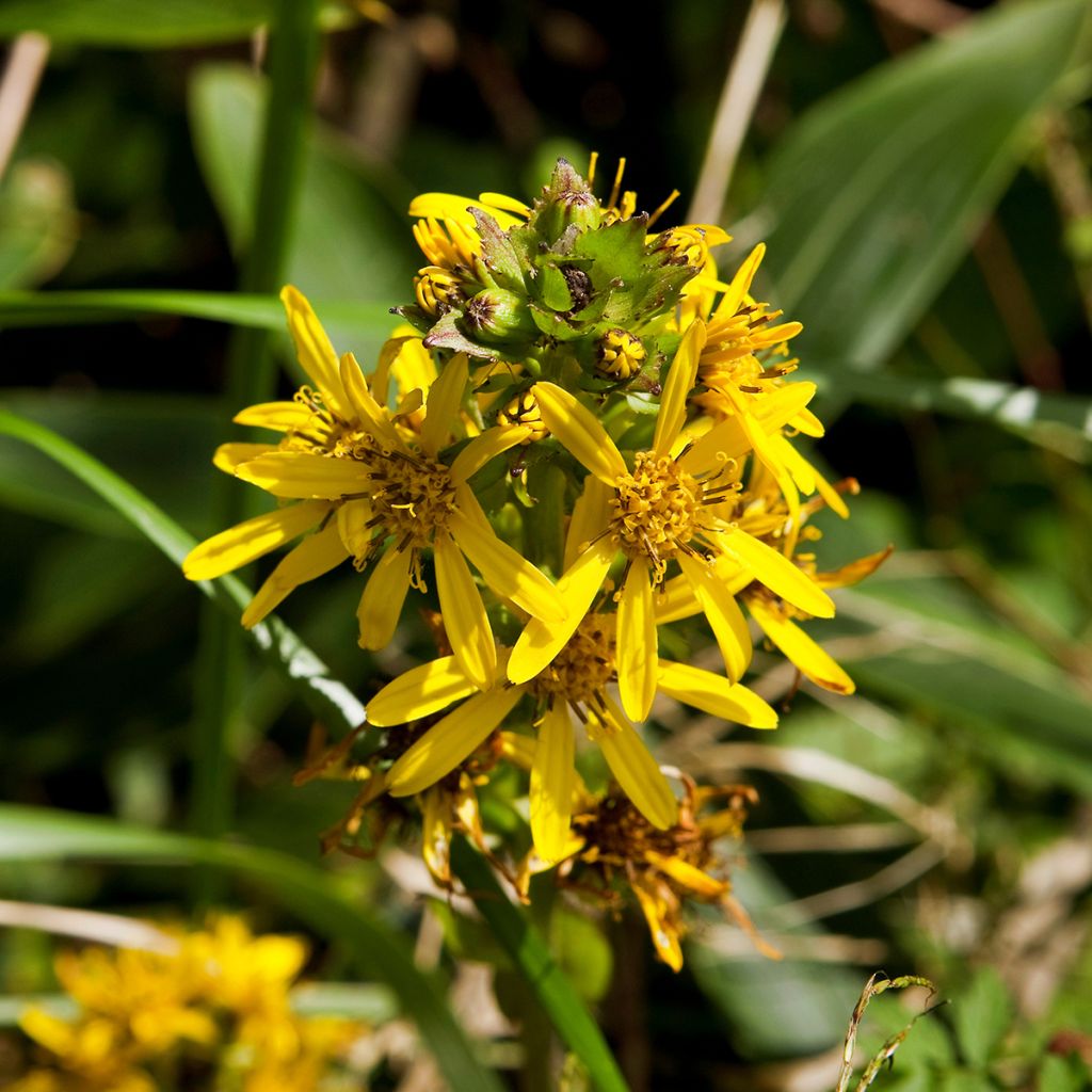 Nukkanauhus - Ligularia fischeri