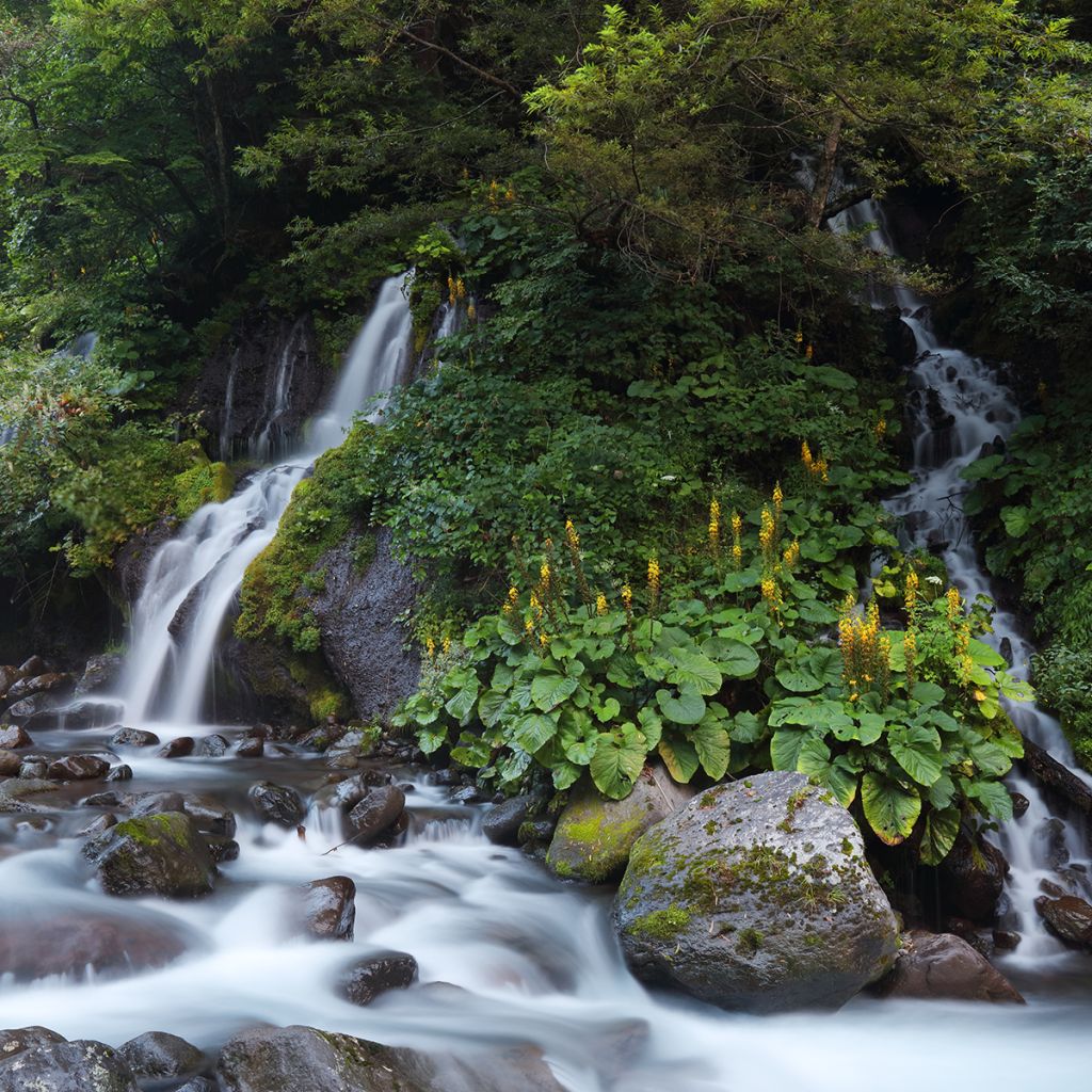 Nukkanauhus - Ligularia fischeri