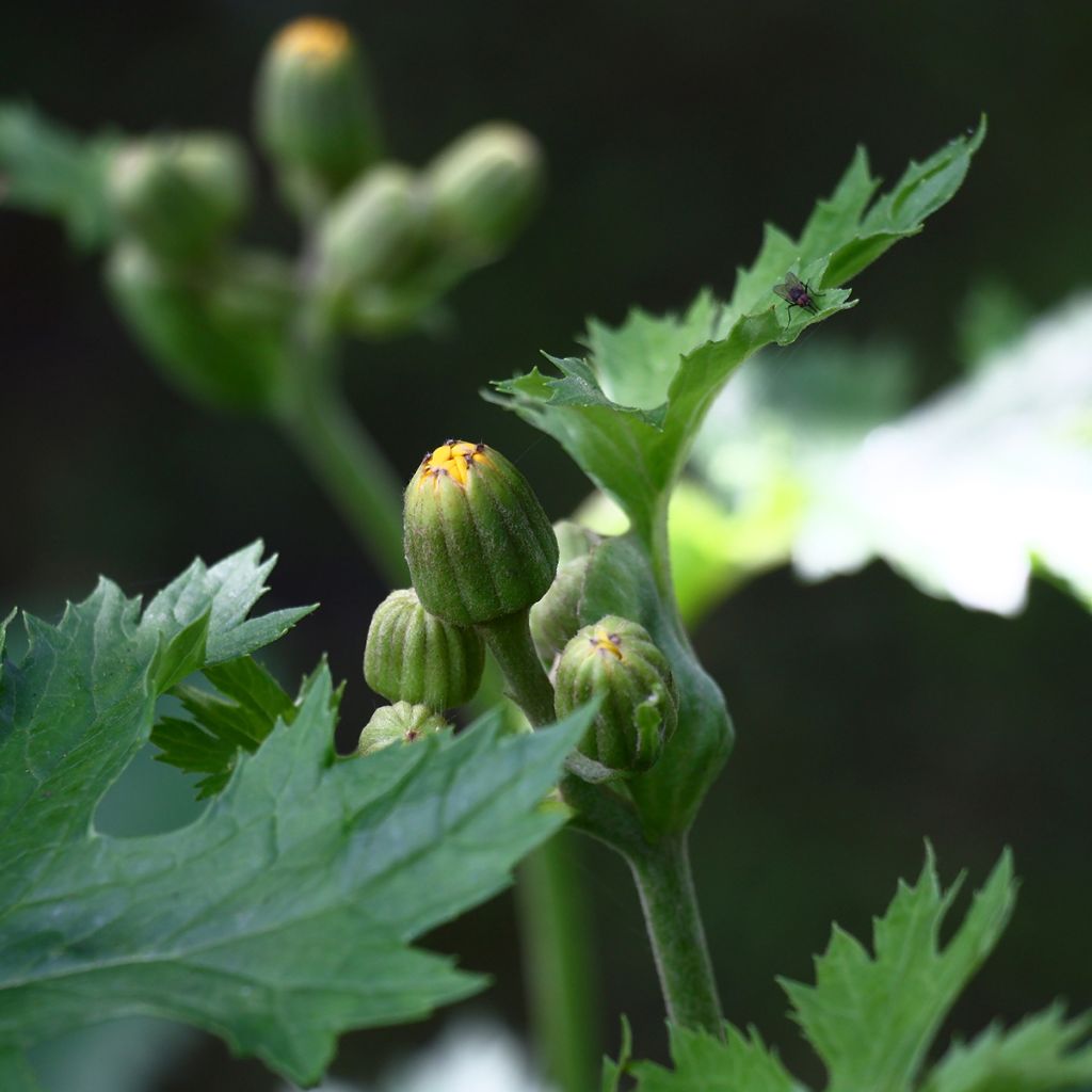 Nauhunen - Ligularia palmatiloba