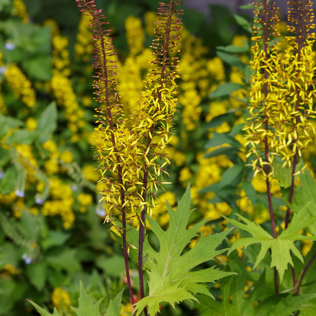 Valtikkanauhus - Ligularia przewalskii