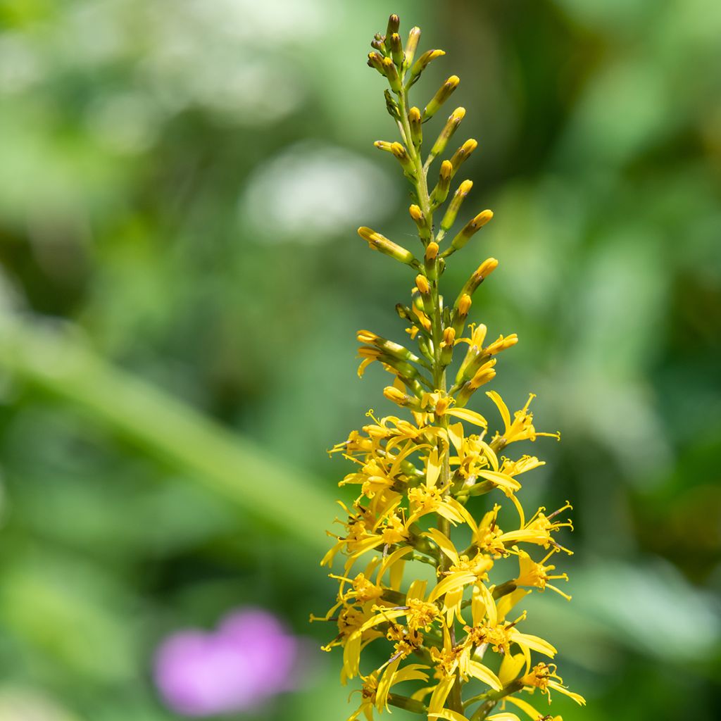 Valtikkanauhus - Ligularia przewalskii