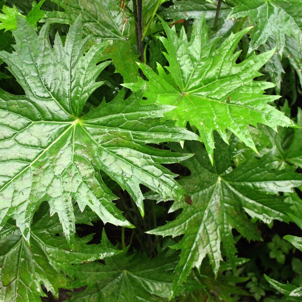 Valtikkanauhus - Ligularia przewalskii