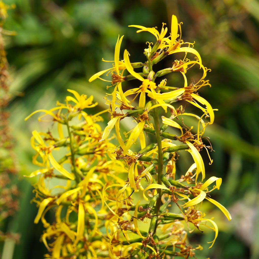 Valtikkanauhus - Ligularia przewalskii
