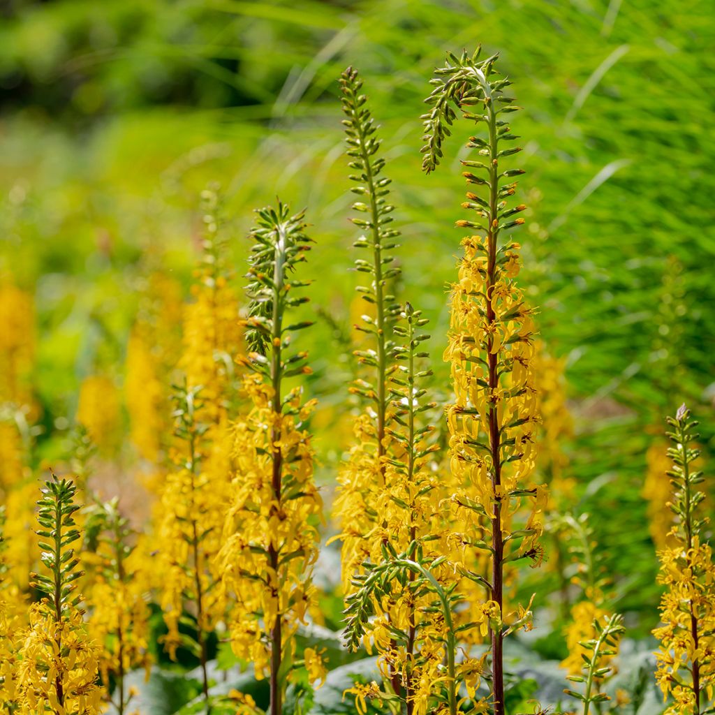 Valtikkanauhus - Ligularia przewalskii