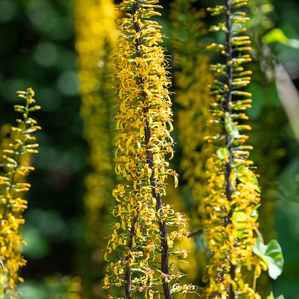 Valtikkanauhus - Ligularia przewalskii