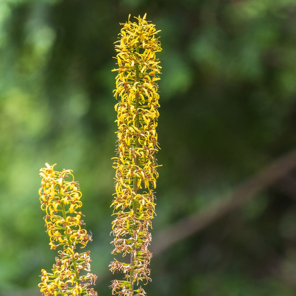 Valtikkanauhus - Ligularia przewalskii