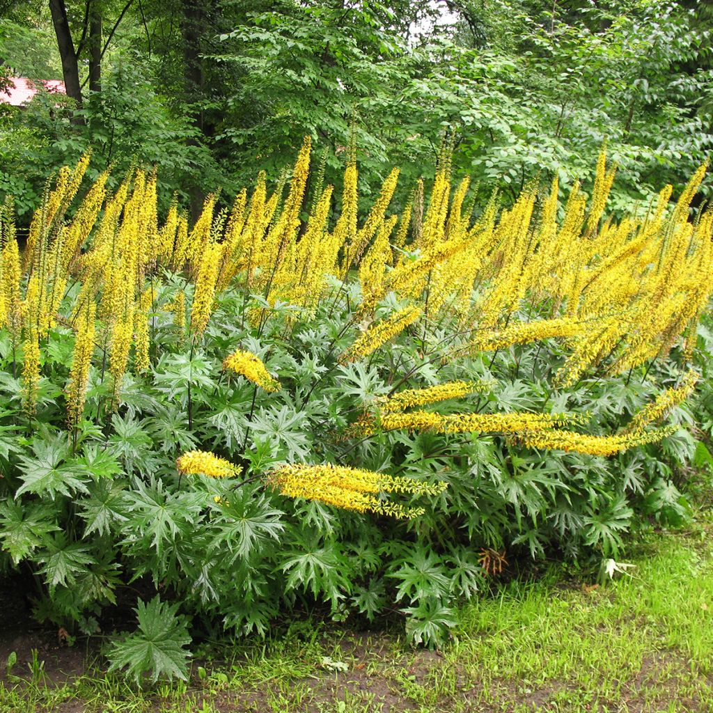 Valtikkanauhus - Ligularia przewalskii