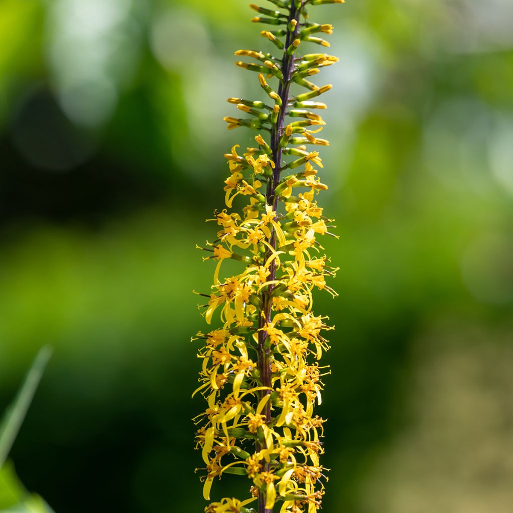 Valtikkanauhus - Ligularia przewalskii