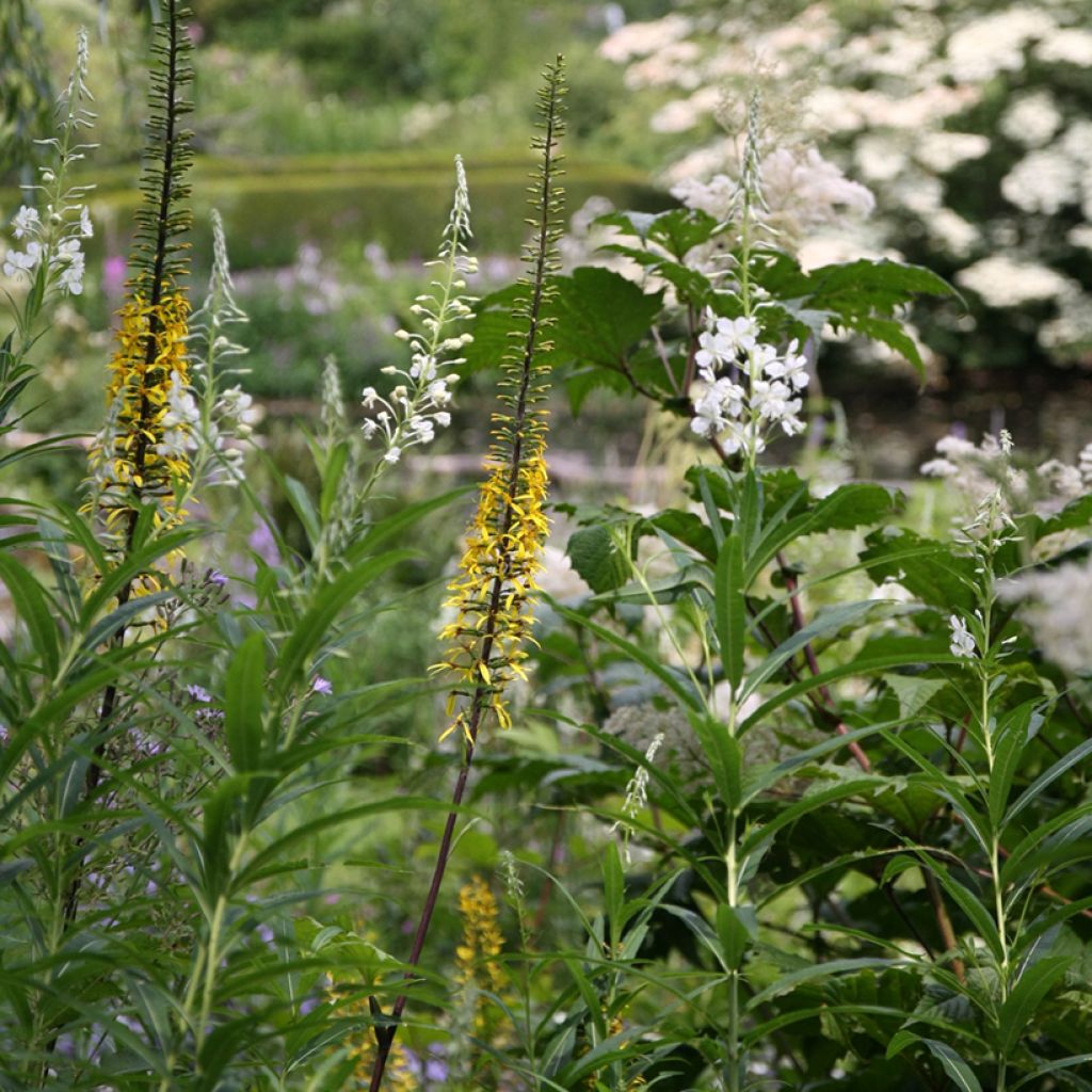 Valtikkanauhus - Ligularia przewalskii