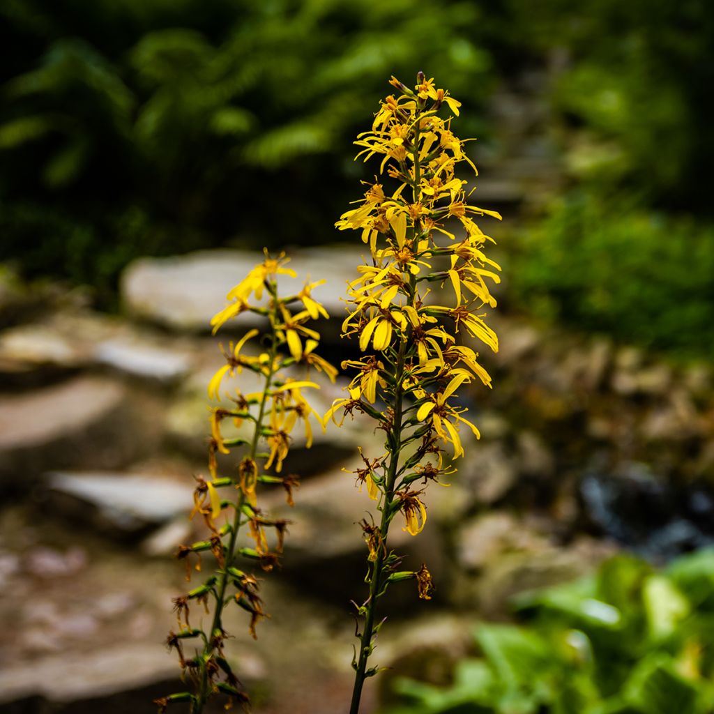 Siperiannauhus - Ligularia sibirica