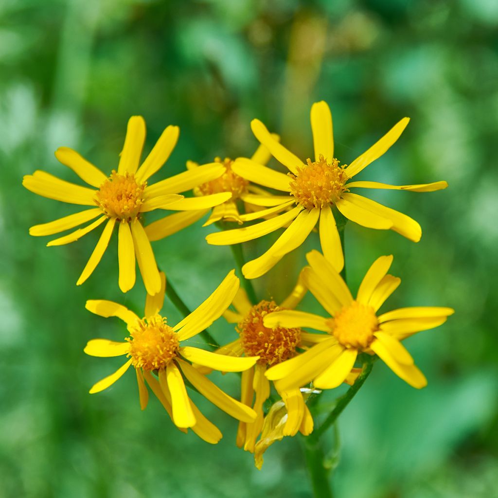 Siperiannauhus - Ligularia sibirica