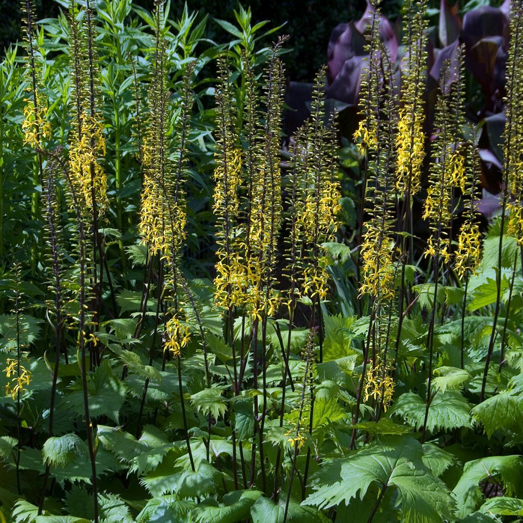Aurinkonauhus - Ligularia stenocephala