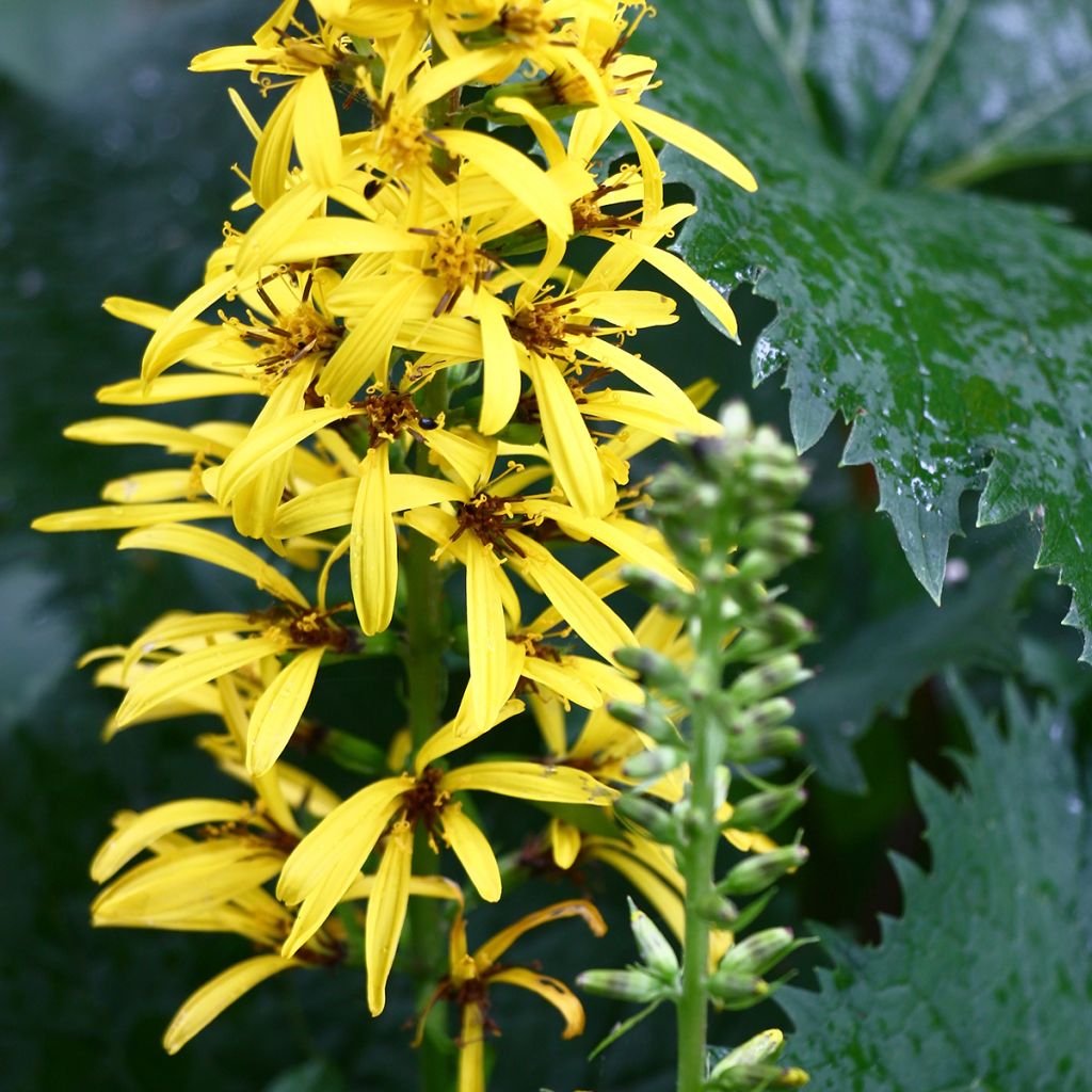 Aurinkonauhus - Ligularia stenocephala