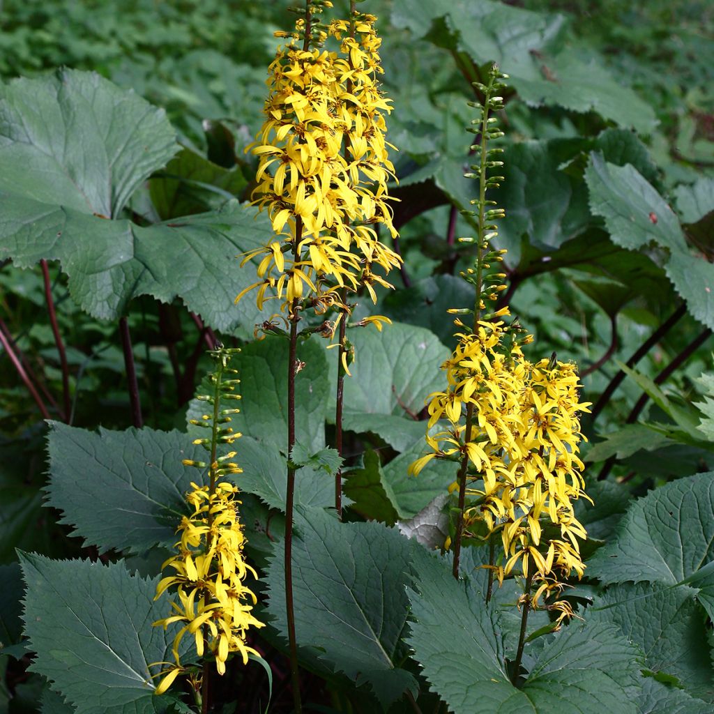 Aurinkonauhus - Ligularia stenocephala