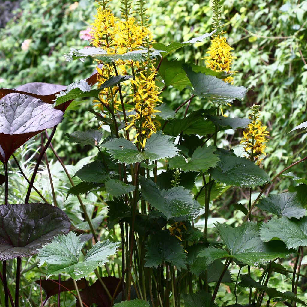Aurinkonauhus - Ligularia stenocephala