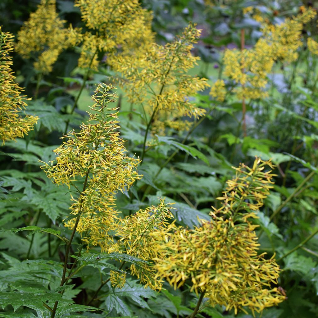 Huiskunauhus - Ligularia tangutica