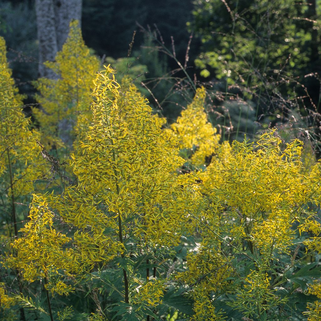 Huiskunauhus - Ligularia tangutica
