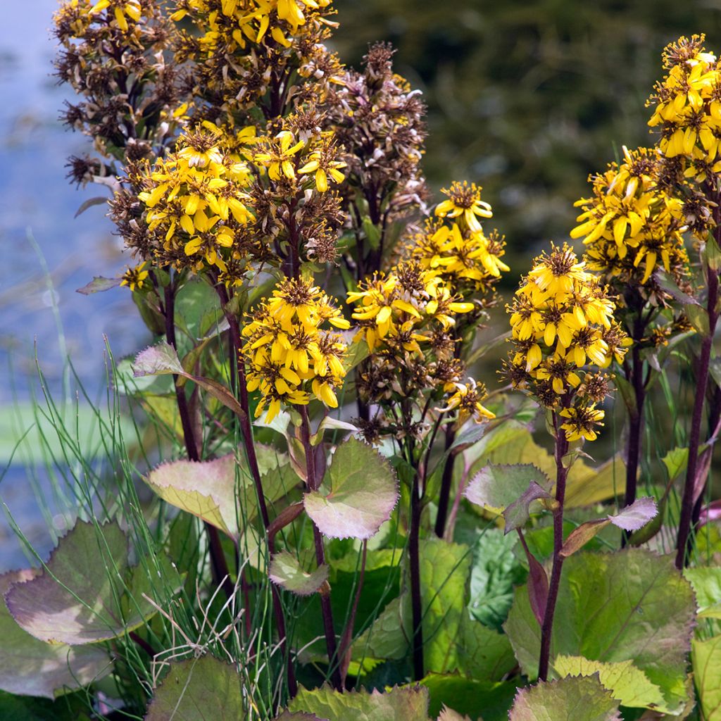 Soihtunauhus - Ligularia x hessei