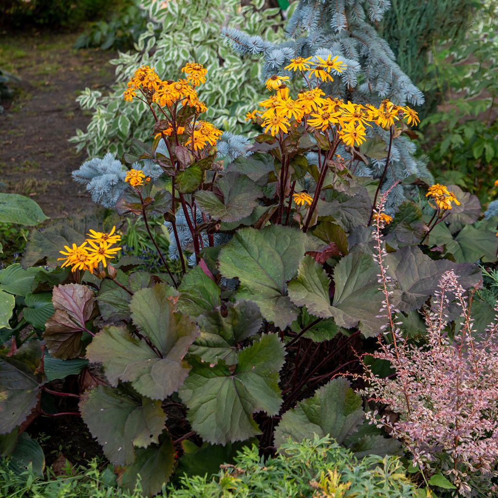 Kallionauhus - Ligularia dentata