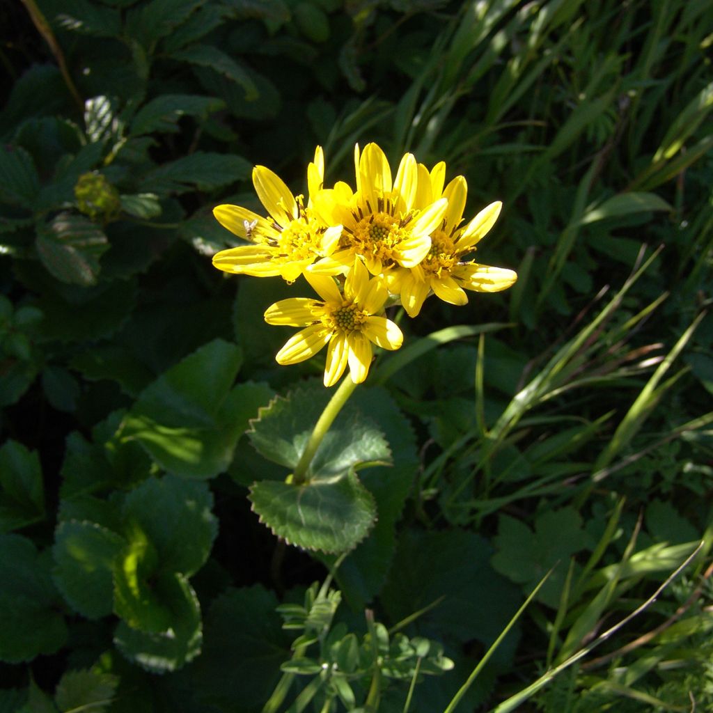 Nauhunen - Ligularia hodgsonii