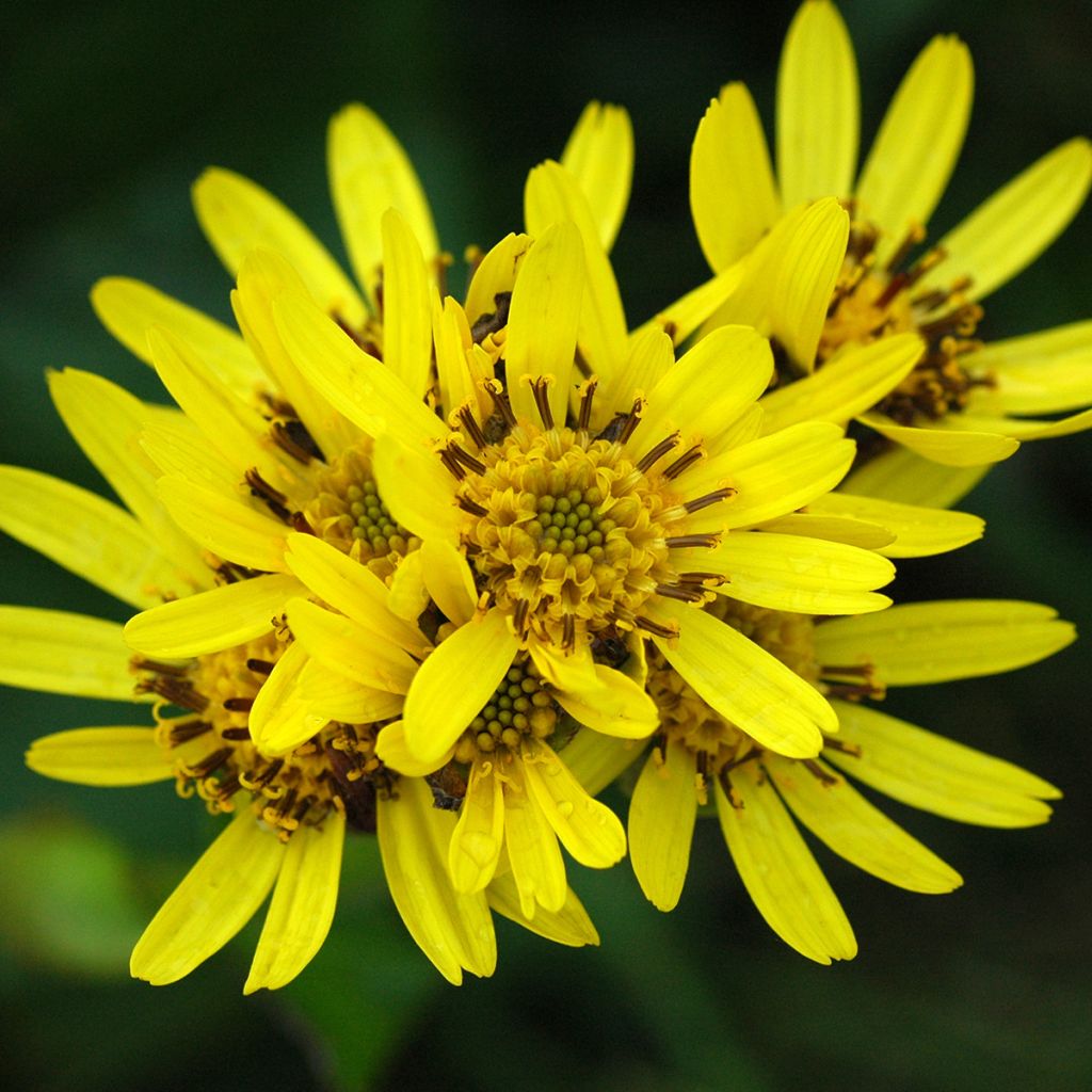 Nauhunen - Ligularia hodgsonii