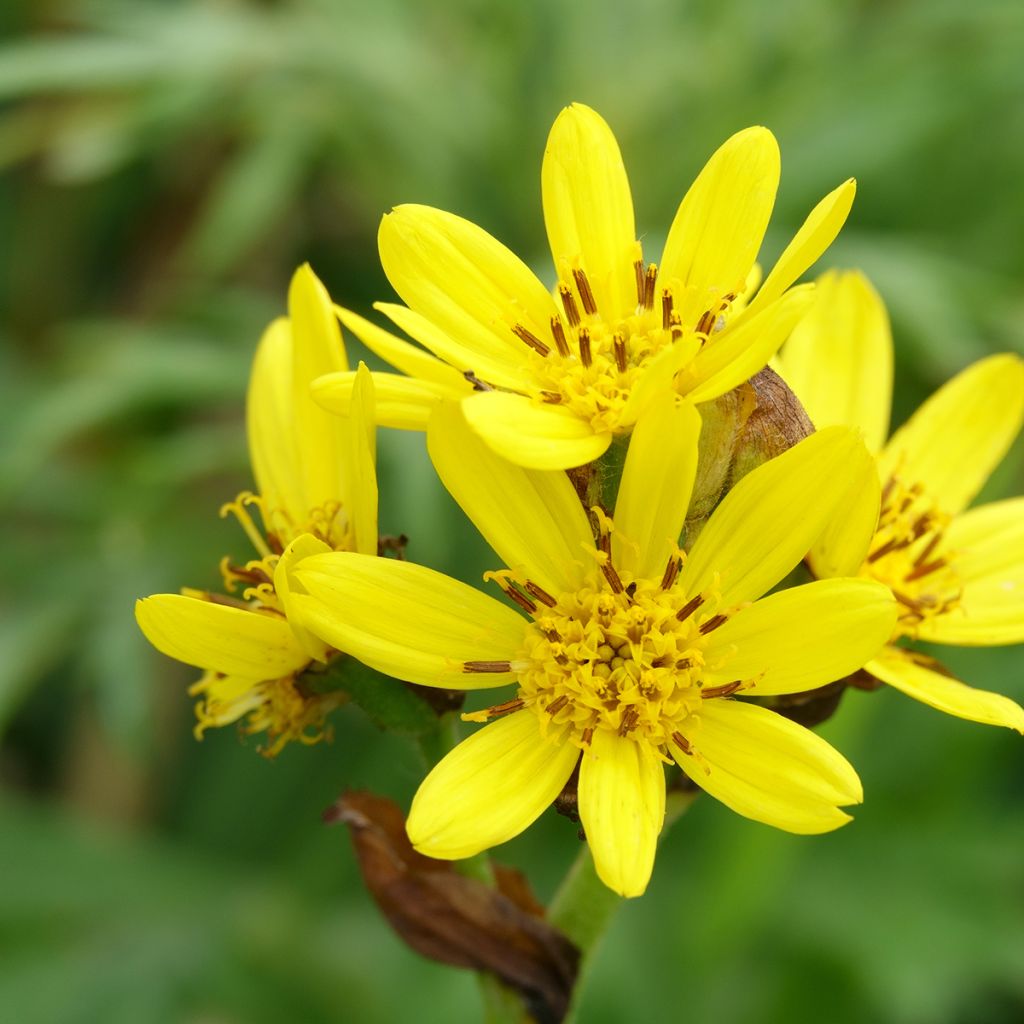 Nauhunen - Ligularia hodgsonii