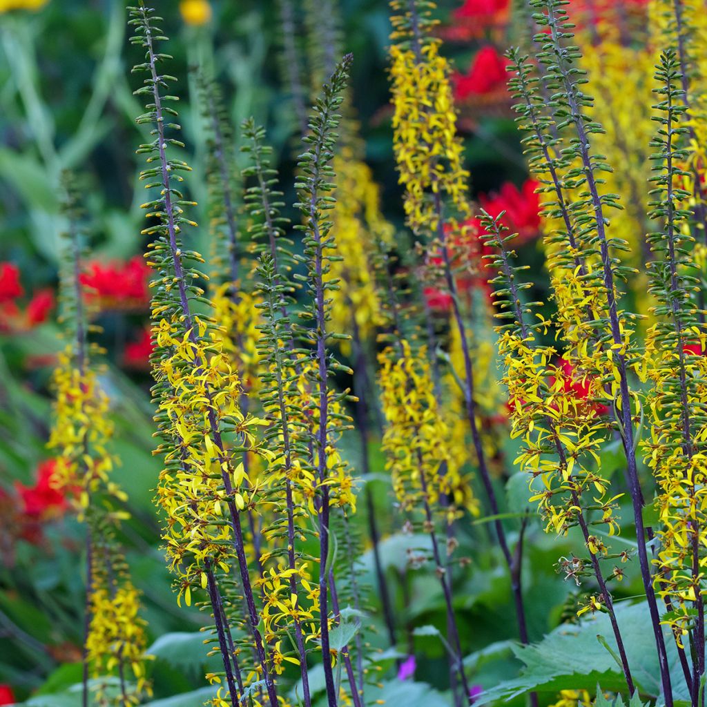 Kultanauhus - Ligularia wilsoniana
