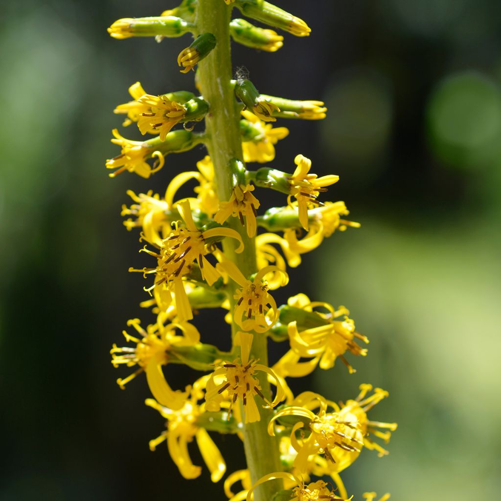 Kultanauhus - Ligularia wilsoniana