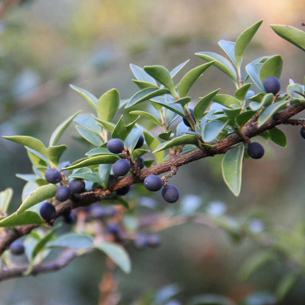 Likusteri - Ligustrum delavayanum