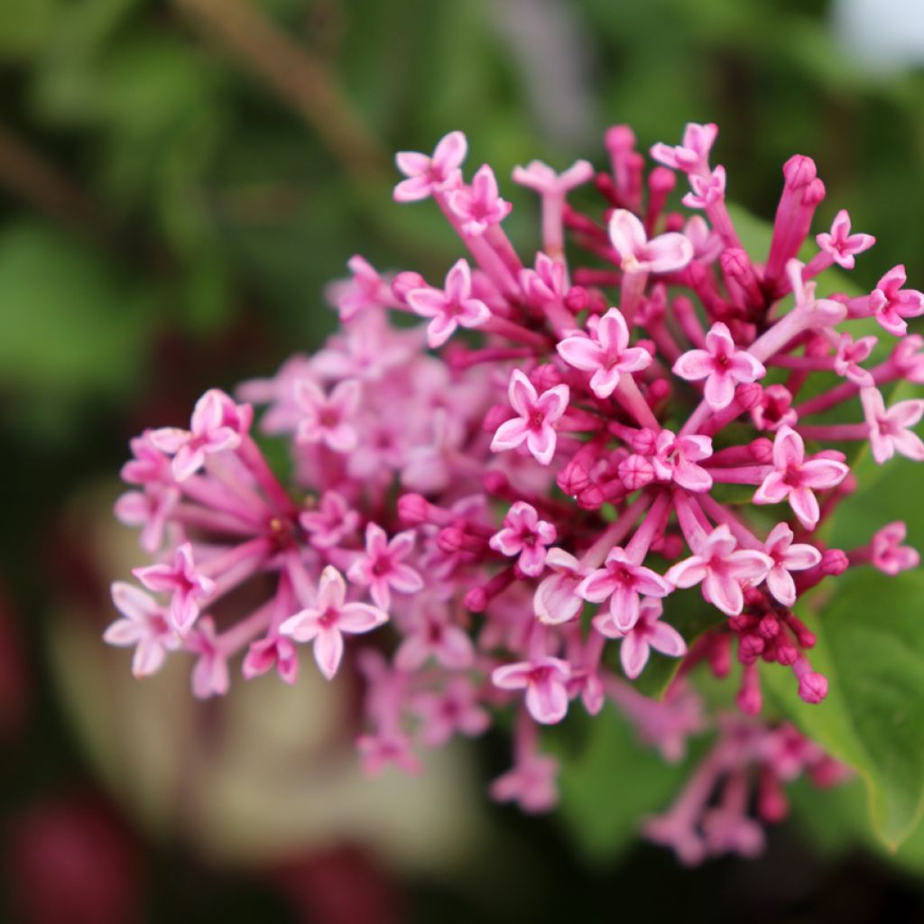 Pikkulehtisyreeni Pink Perfume