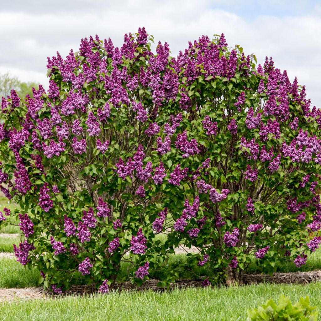 Pikkulehtisyreeni Virtual Violet