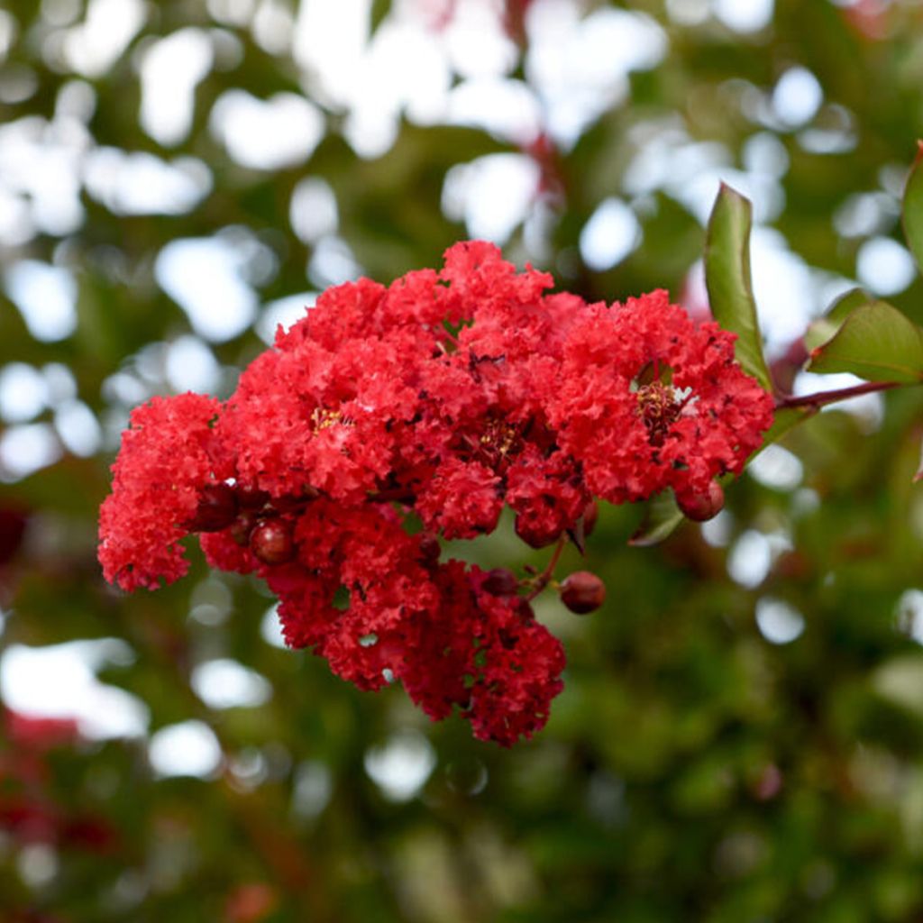 Kiinankutrio Ruffled Red Magic