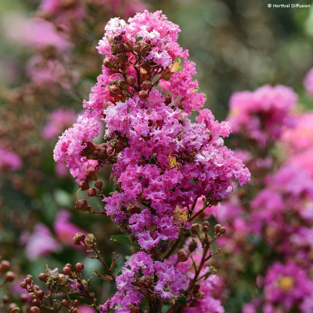 Kiinankutrio Enduring Lavender