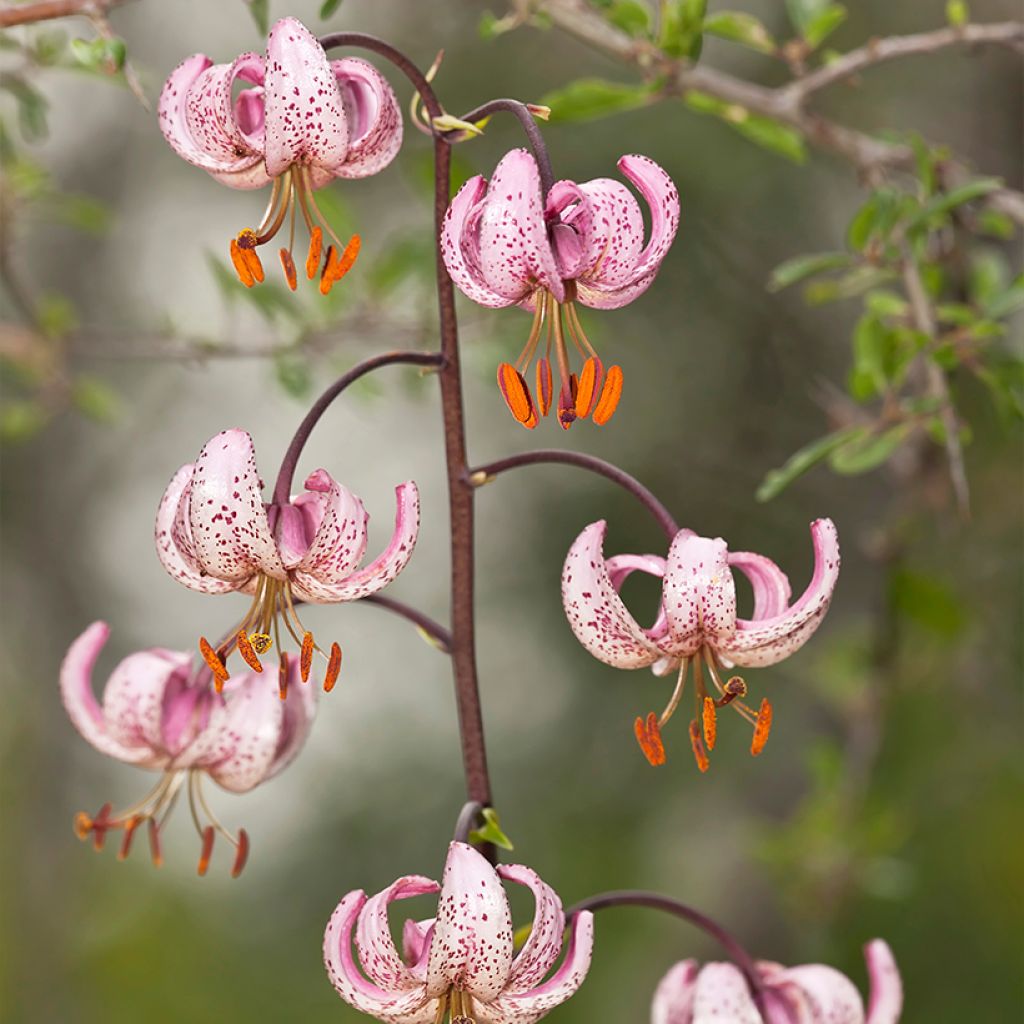 Varjolilja - Lilium martagon