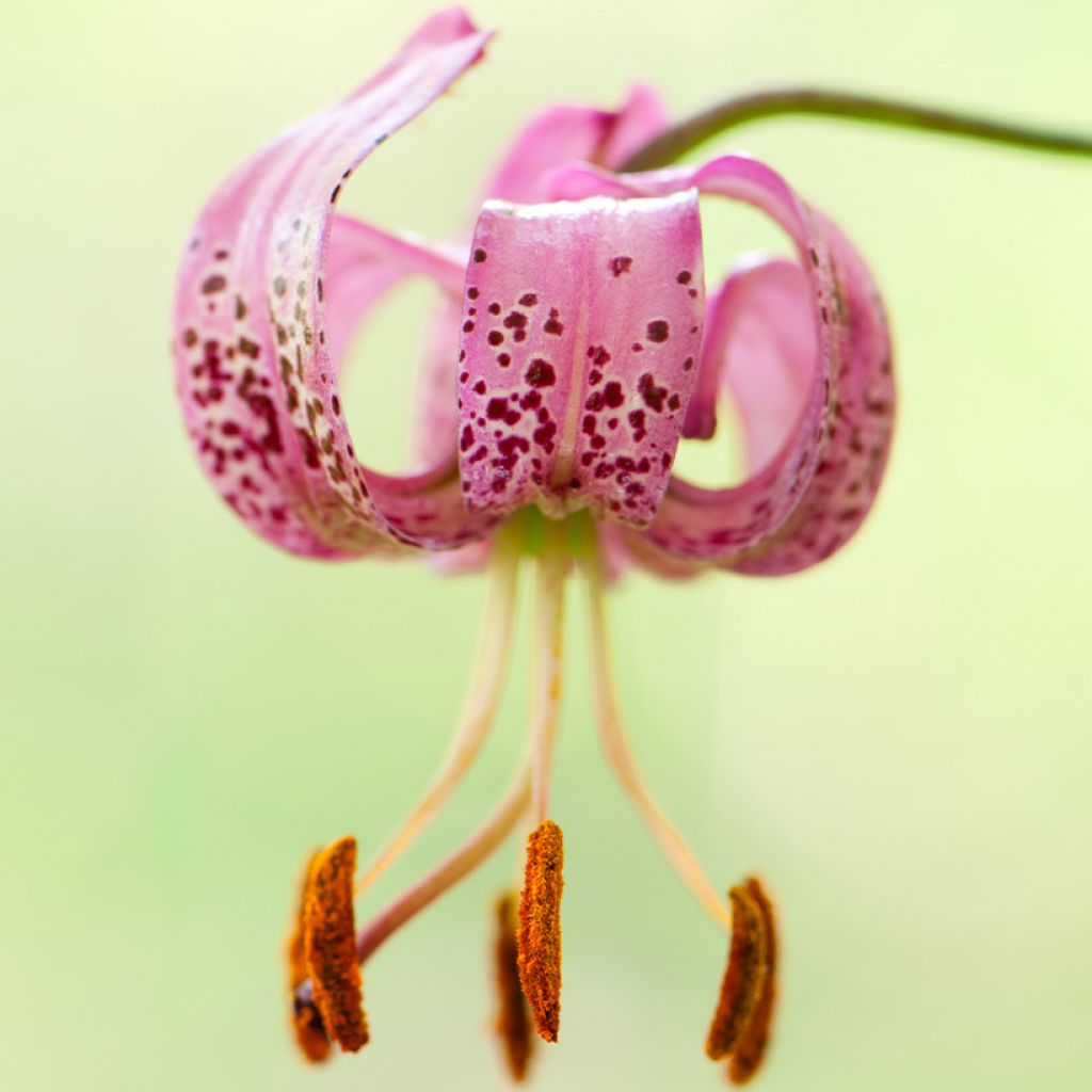 Varjolilja - Lilium martagon