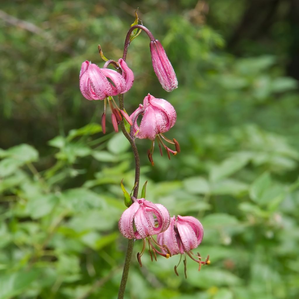 Varjolilja - Lilium martagon